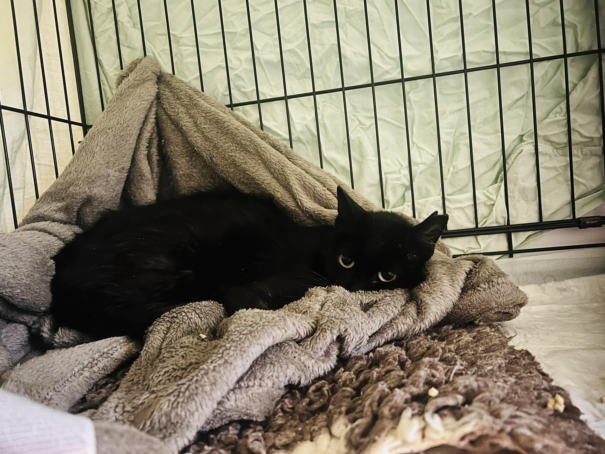 Batman - A brave cat who inspired this mission