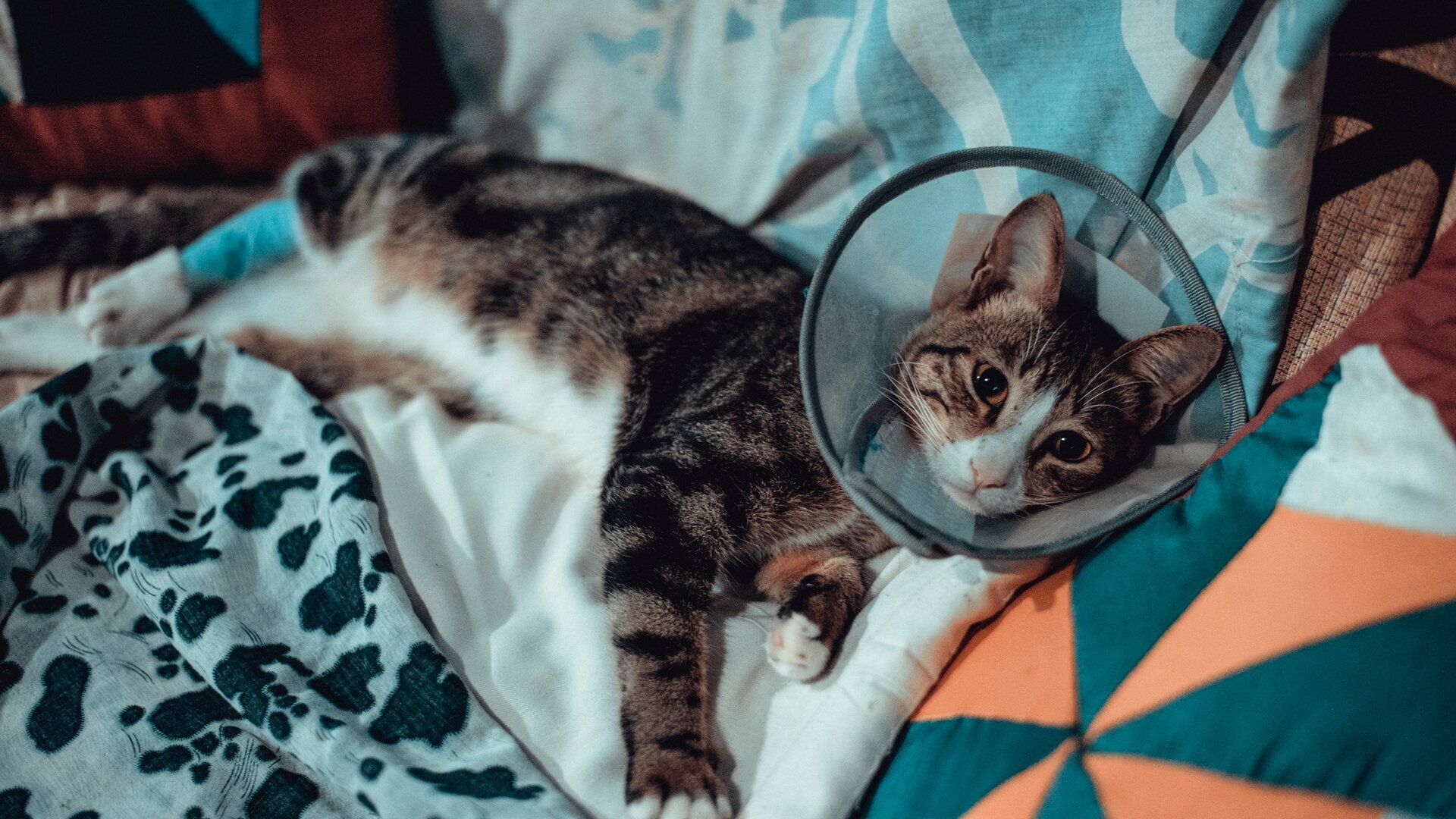 Cat in need of blood transfusion