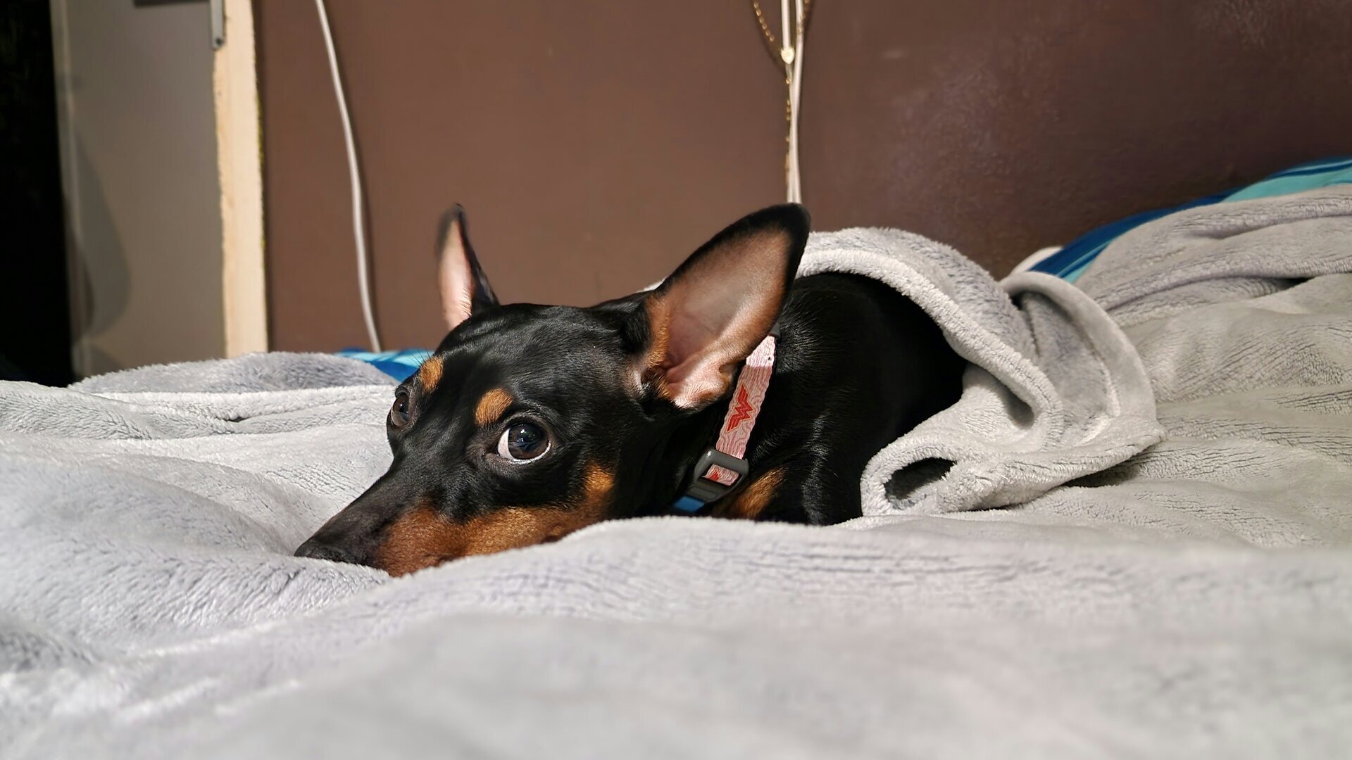 Dog in need of blood transfusion