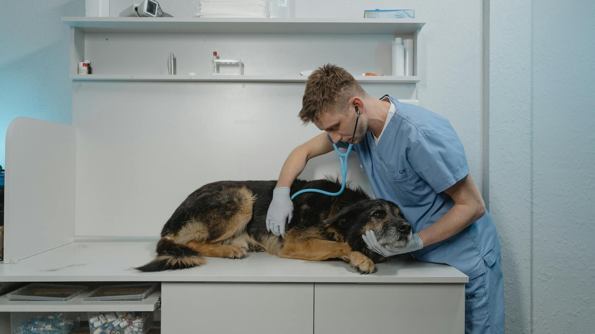 Veterinarian with patient
