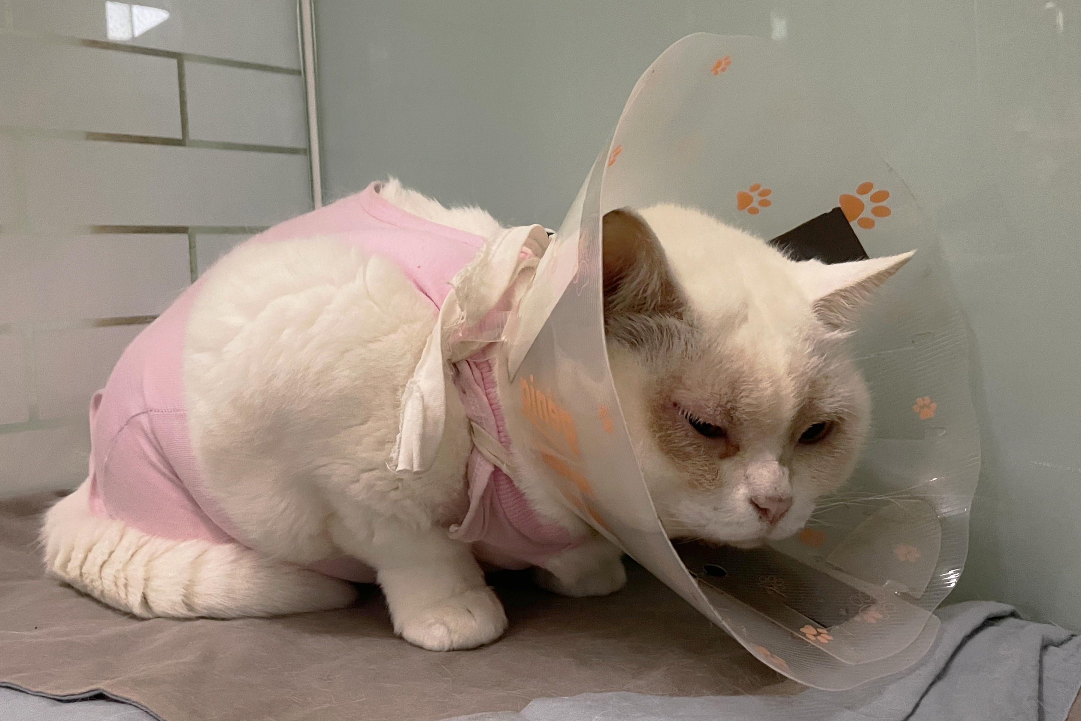 Cat needing help