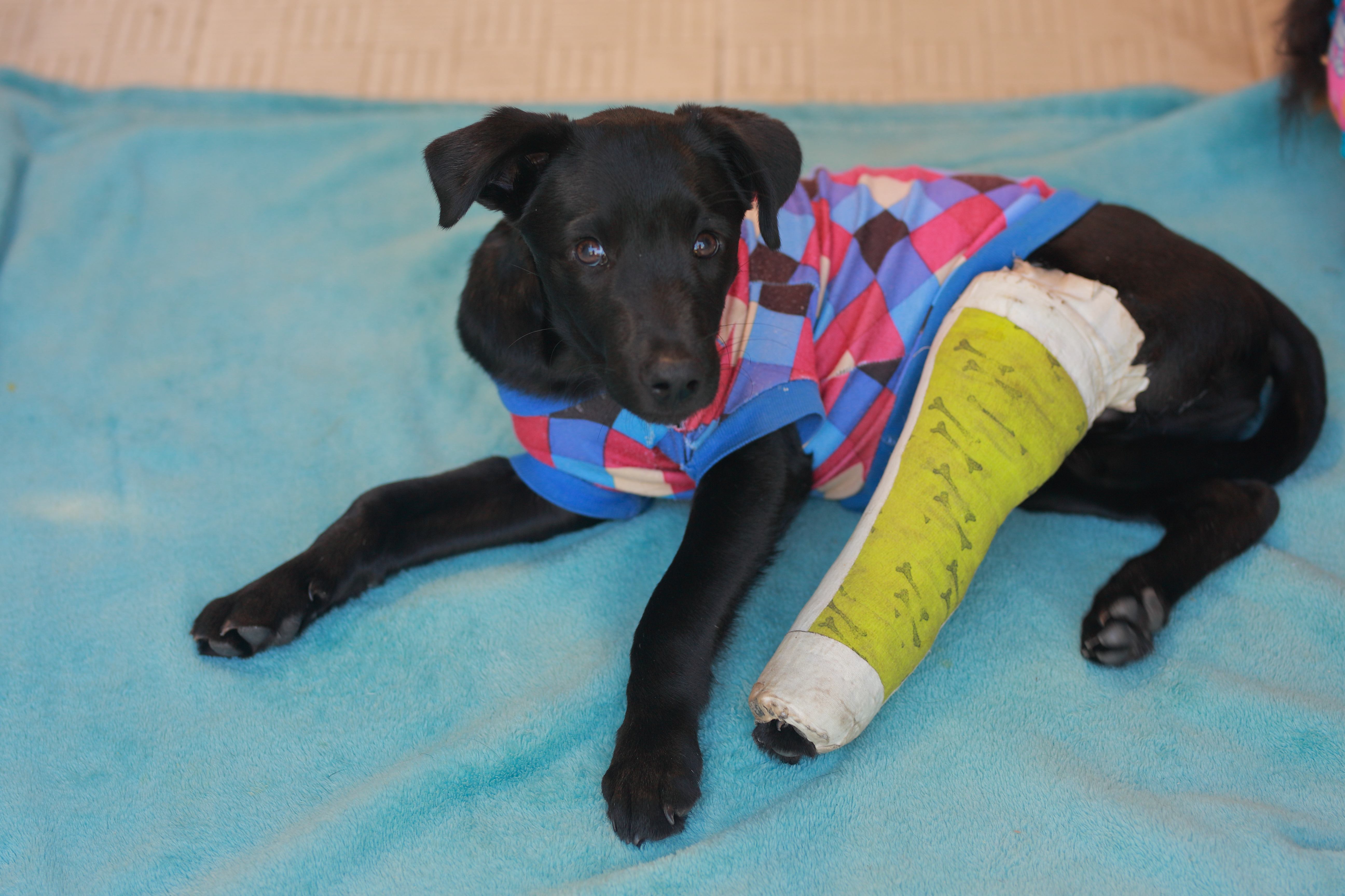 Injured dog needing care